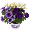 Bild von Festival Colours Petunia P12